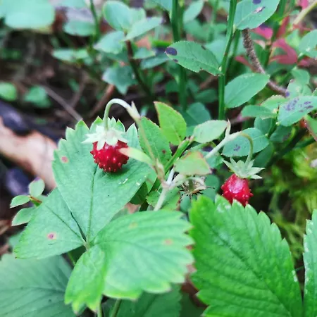 Ainja Puhkemaja ロッジ *