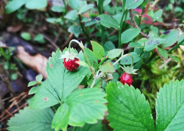 Ainja Puhkemaja אכסניה *